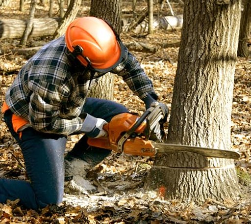 Tree Removal in Glasgow, VA
